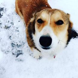 Koda - Pembroke Welsh Corgi