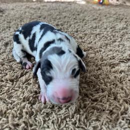 Lily - Harlequin female Great Dane puppy in Littleton, Colorado from Denver Danes