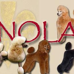 Poodles from NOLA Standards