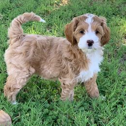 Australian Labradoodle Puppies from Luxe Labradoodles