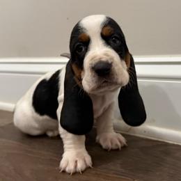 Purple - Black brown and white female Basset Hound puppy in Douglas, Georgia from Huffer Hounds and Havanese