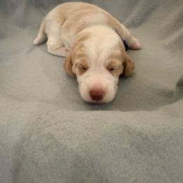 Purple collar- girl- Ginger - Red and white female Beagle puppy in Las Vegas, Nevada from Hound Kings