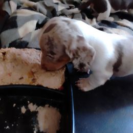 Boy 3 - Fawn (isabella) and cream male Dachshund puppy in Westover, Alabama from Small Paws Kennel