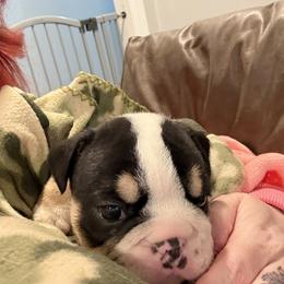 Bulldog Puppies from Bulldog's 4 Brothers