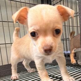 Cleo - Fawn female Chihuahua puppy in Palm Coast, Florida from Fiesta Pups