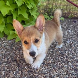Ginger-Female 1 Limited Rights - Sable female Pembroke Welsh Corgi puppy in Cooper, Texas from S7 Corgis and Chaos