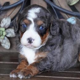 Boy 2 - Blue merle male Aussiedoodle puppy in Lawton, Oklahoma from Lindsey’s Aussies