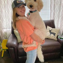 Aussiedoodle, Double Doodle, Goldendoodle, and Poodle All Grown Up from Hope’s Doodles