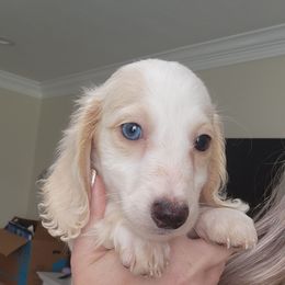 Heartly - Cream male Dachshund puppy in Cypress, Texas from Cypress Dachshunds