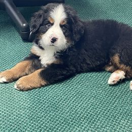 Bernese Mountain Dog Puppies from Willow Tree Berners