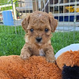 Timmy - Red male Cavapoo puppy in Blackfoot, Idaho from Rocky Desert Goldens and Cavaliers