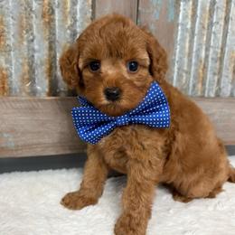 Blue collar - Red  male Goldendoodle puppy in Calico Rock, Arkansas from Cottrell’s Poodles & Doodles