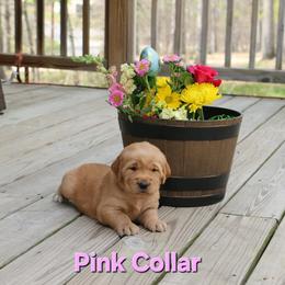 Pink collar - Dark golden female Golden Retriever puppy in Cartersville, Georgia from Lakeside Golden Retrievers
