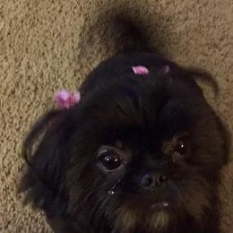 Shih Tzus from Bobbi’s Shih Tzus