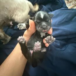 Girl 1 - Black female Shih Tzu puppy in Suwanee County, Florida from Everlasting Shih Tzu