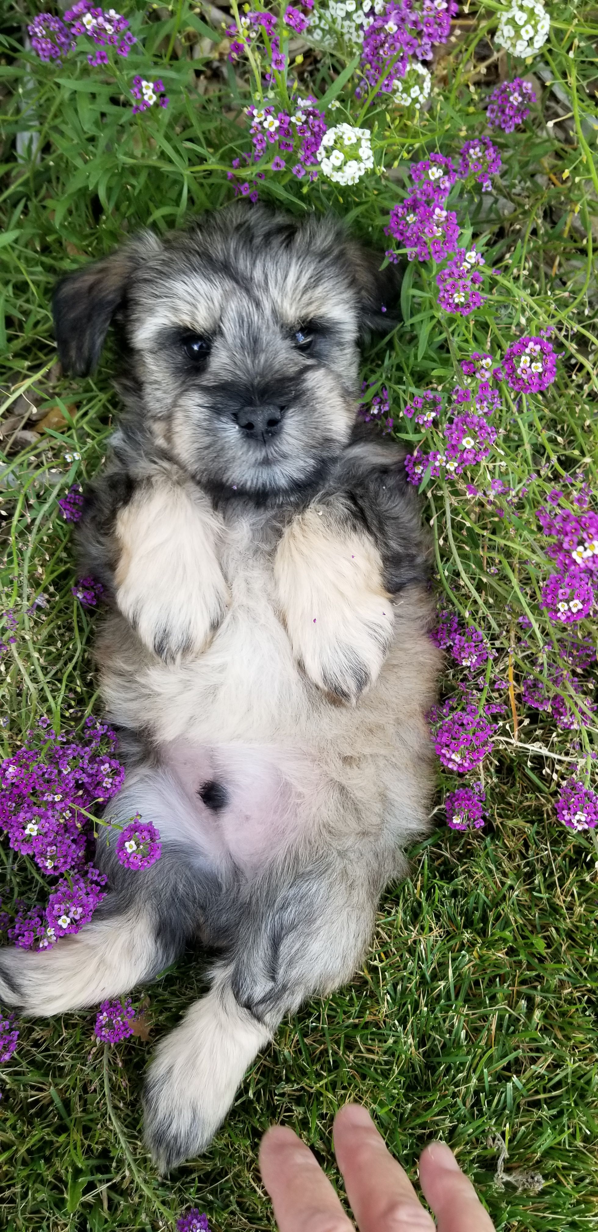 Great Basin Miniature Schnauzers in Nevada | Miniature Schnauzer ...