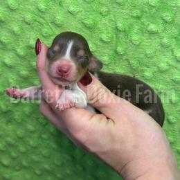 Blitz - Piebald male Dachshund puppy in Oklahoma City, Oklahoma from Barrett’s Doxie Farm