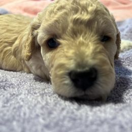 Maltipoo Puppies from Awwws&Pawws