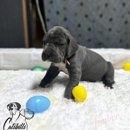 Ember - Blue female Great Dane puppy in Liberty, New York from Catskills Greatest Danes