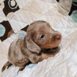 River - Dapple male Dachshund puppy in Hudson, Michigan from Mittentail Kennel Miniature Dachshunds & Australian Shepherds