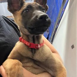Sable - Yellow female Dutch Shepherd puppy in Sierra Vista, Arizona from KnightWatch K-9