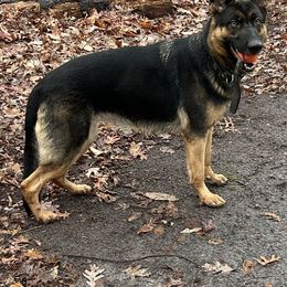 Loot - German Shepherd