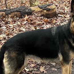 Loot - German Shepherd