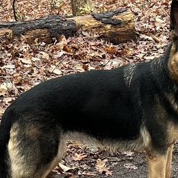 Loot - German Shepherd