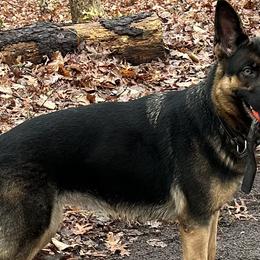 Loot - German Shepherd