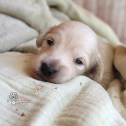 Boy 2 - Cream male Dachshund puppy in Laurel, Mississippi from Kissinger Dachshunds