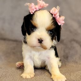 Cavalier King Charles Spaniel puppies from KonopkaKennelsLLC
