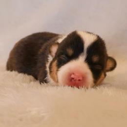 Pucker - Black and tan male Pembroke Welsh Corgi puppy in Arcanum, Ohio from Weissway Corgis