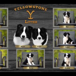 Border Collie Puppies from Fair Haven Farms