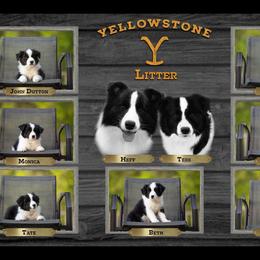 Border Collie Puppies from Fair Haven Farms