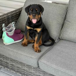Rottweiler Puppies from Milton Dawkins