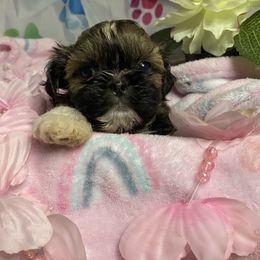 Girl 2 - Sable and white female Shih Tzu puppy in Zeigler, Illinois from Dandy Little  Shih Tzu, Shih Poo's and Toy Poodles