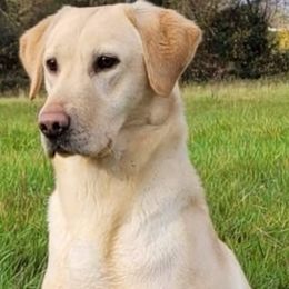 Roxy - Labrador Retriever