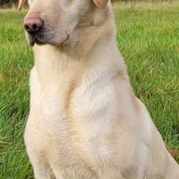 Roxy - Labrador Retriever
