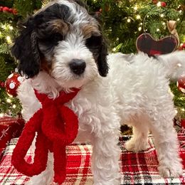 Willis - Merle male Bernedoodle puppy in Fort Gibson, Oklahoma from Waggle Doodles