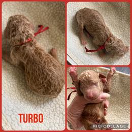Turbo - Red  male Poodle puppy in Mount Vernon, Illinois from AMC Poodles