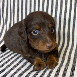 MM MALE 2 - Chocolate and tan male Dachshund puppy in Elkhart, Indiana from Hart City Dachshunds