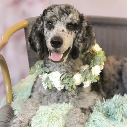 Mo - Goldendoodle
