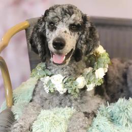 Mo - Goldendoodle