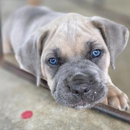 Cane Corso Puppies from HOUSE OF HALL CANE CORSOS