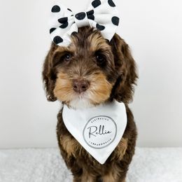 Cherry - Australian Labradoodle