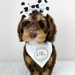 Cherry - Australian Labradoodle