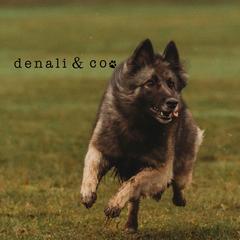 Vivi - Belgian Tervuren