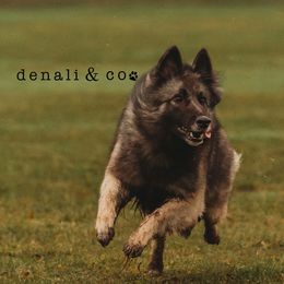 Vivi - Belgian Tervuren