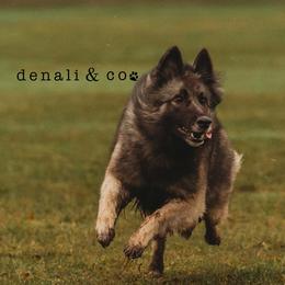 Vivi - Belgian Tervuren
