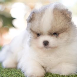 Pepper - Blue parti female Pomeranian puppy in Santa Clarita, California from Hollywood Mini Pets